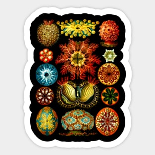 Ascidiacea - Sea Life Sticker